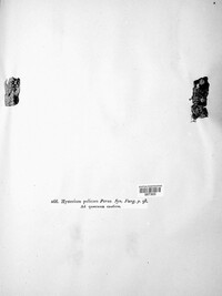 Hysterium pulicare image